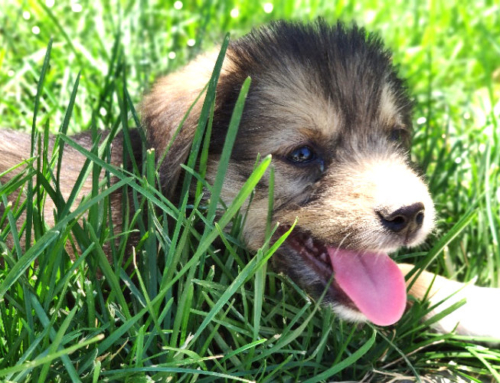 We support the Little Adoption Shop of Pets