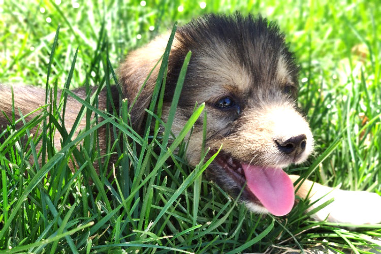 We support the Little Adoption Shop of Pets
