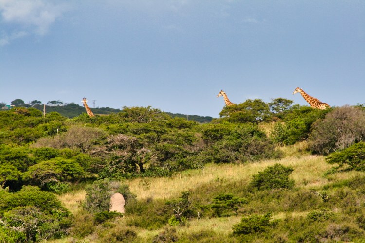 Inkwenkwezi Game Reserve Inkwenkwezi Game Reserve