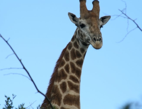 Inkwenkwezi Game Reserve