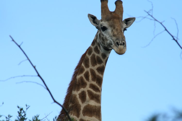 Inkwenkwezi Game Reserve