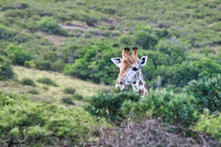 Inkwenkwezi Game Reserve Inkwenkwezi Game Reserve