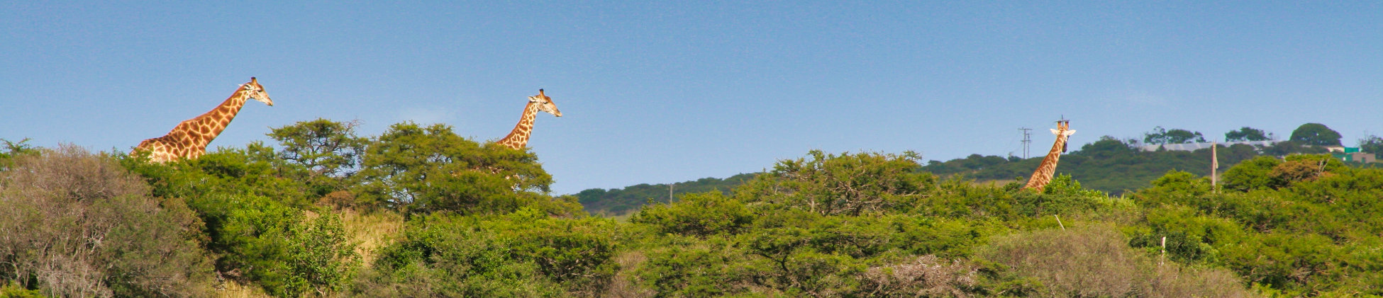 header-rsa02