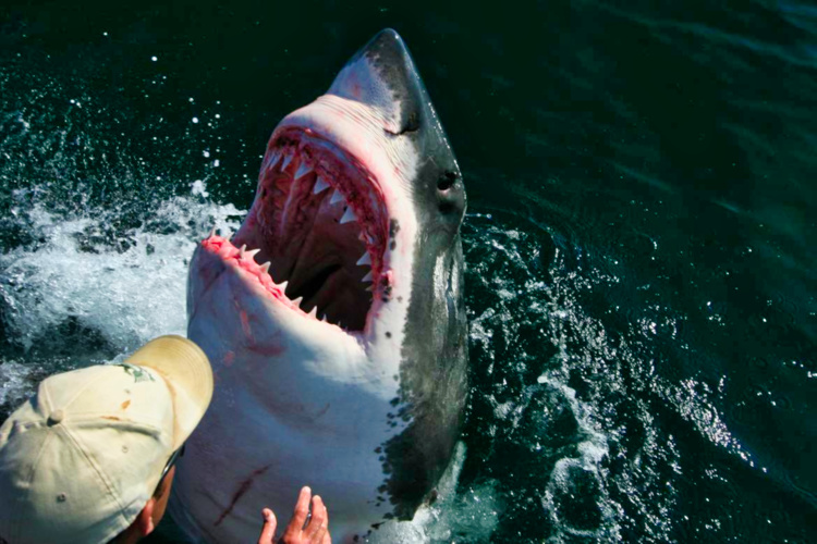 The Great White The Great White