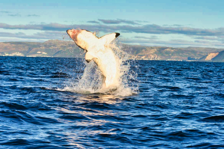 The Great White