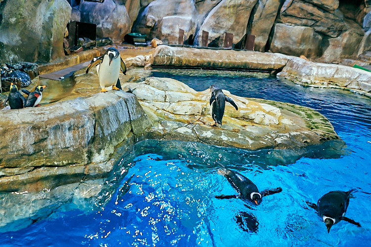 ocean park Ocean Park Hong Kong